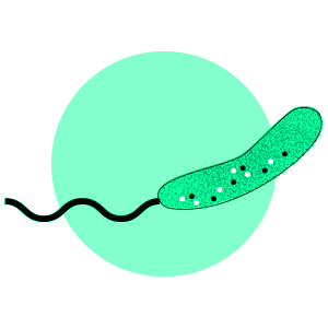 Butyrivibrio fibrisolvens DY19