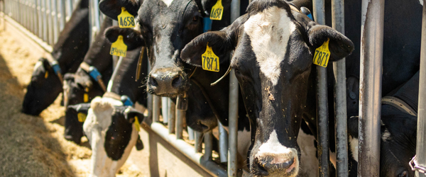 Close-up dairy cows at the feed bunk
