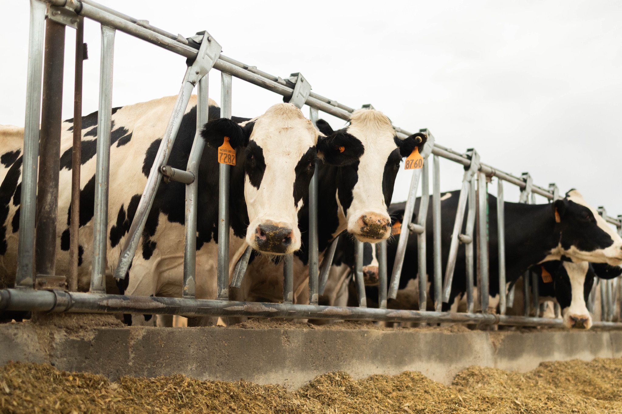 Dairy cows at a feed bunk