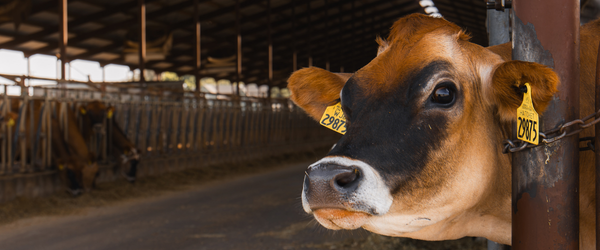 Jersey cow at the feed bunk