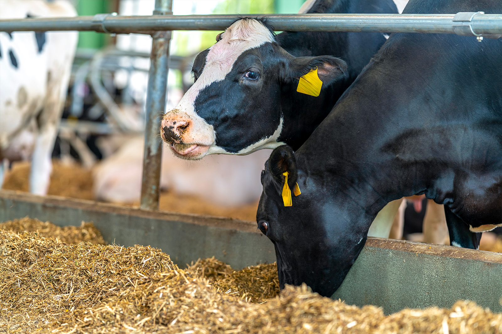 Native Microbials Products