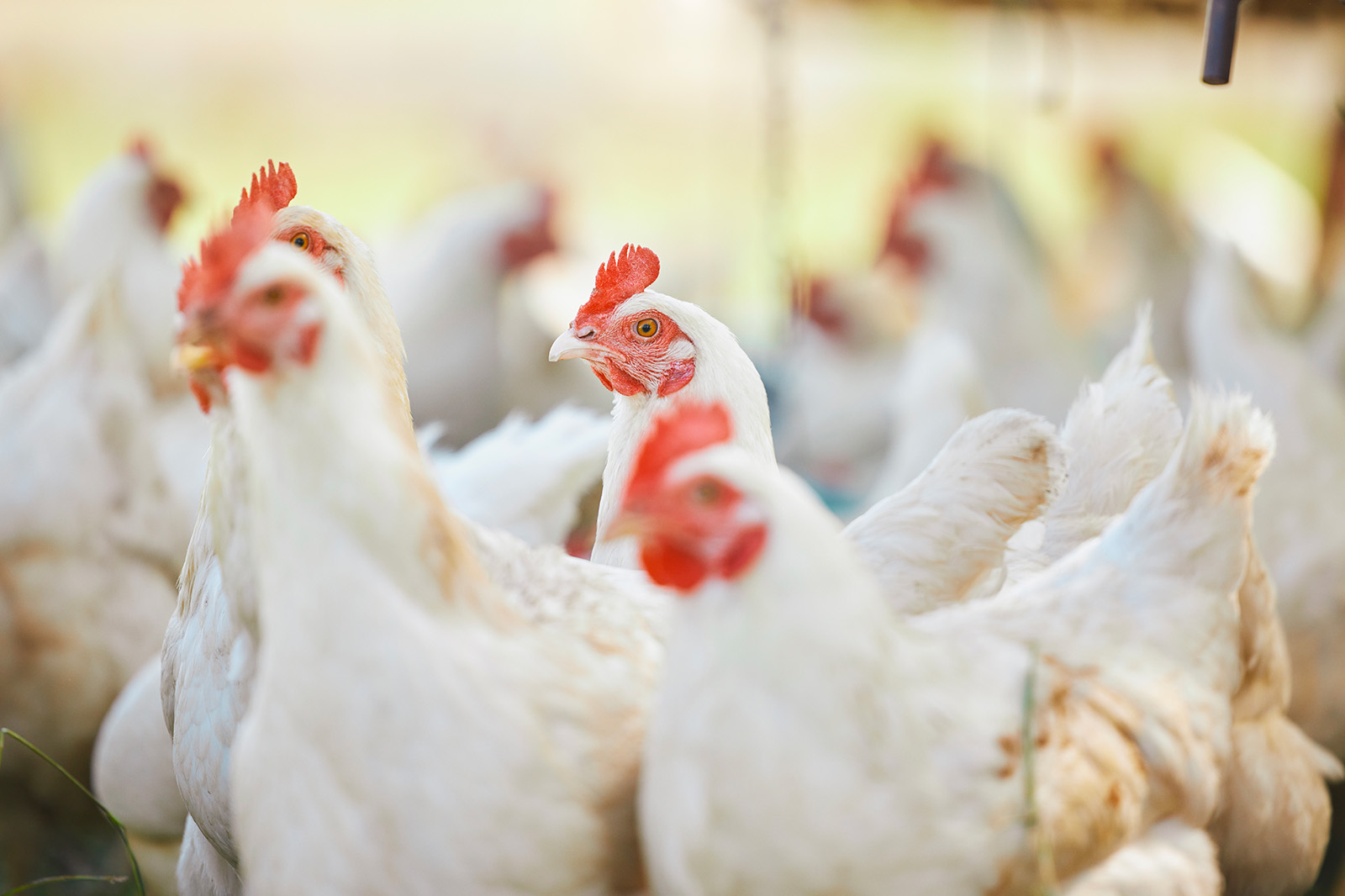 Native Microbials Products